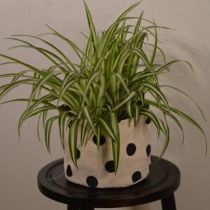Spider Plant