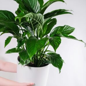 Peace Lily