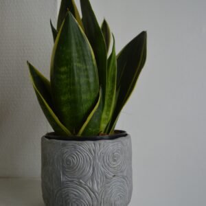 Snake Plant (Sansevieria)