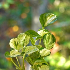 Money Plant (Pothos)